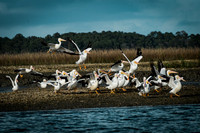 White Pelicans