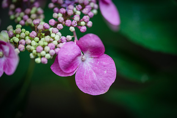 2014_06_22_07390_Nikon_Df